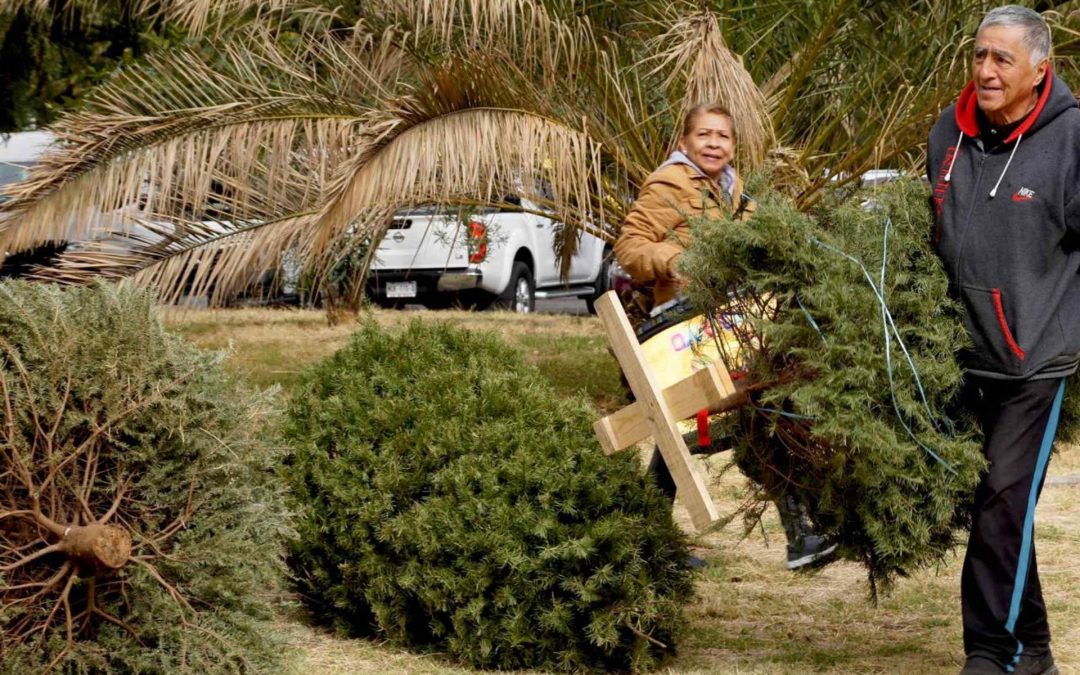 CDMX habilita centros de acopio para recibir árboles de Navidad y nochebuenas, ¿en dónde están?