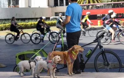 Convoca Congreso de CDMX a construir la nueva Ley de Refugios de Animales