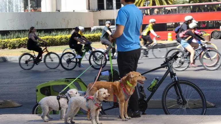 Convoca Congreso de CDMX a construir la nueva Ley de Refugios de Animales