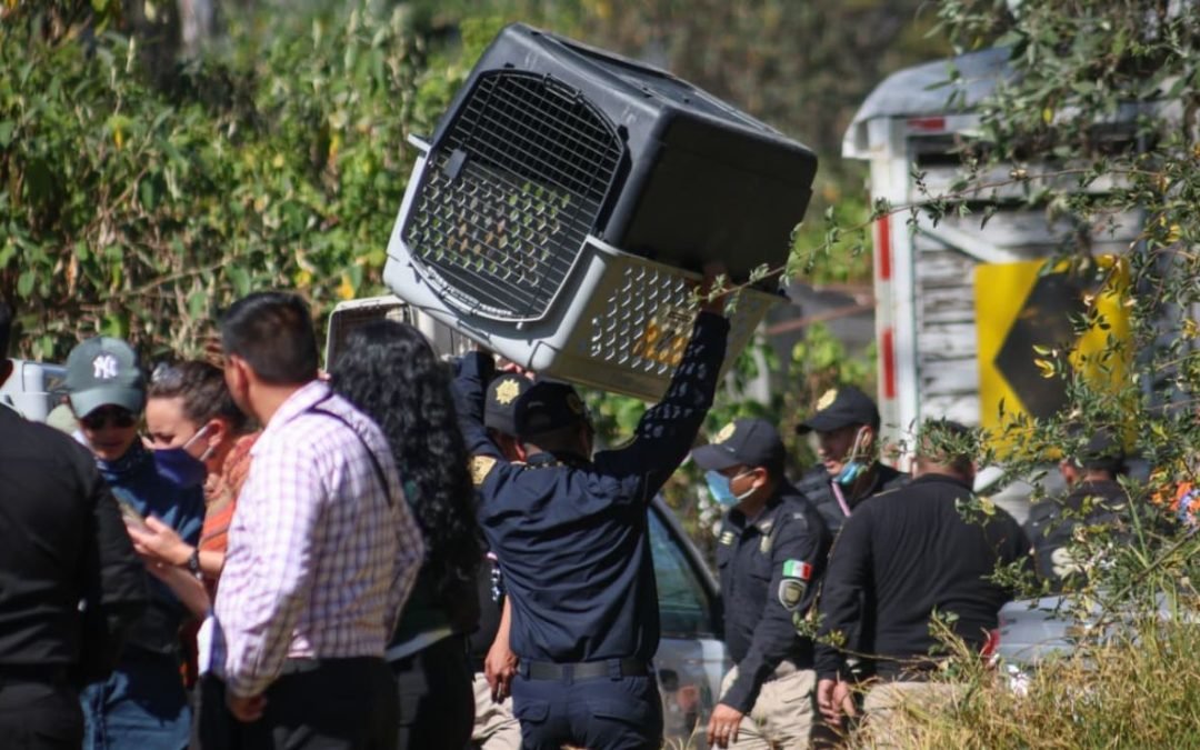 Desalojan refugio animal en CDMX por presunto maltrato