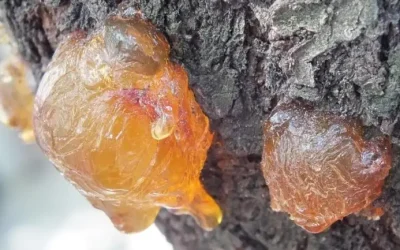 Descubren científicos nueva especie de árbol productor de ámbar en Chiapas