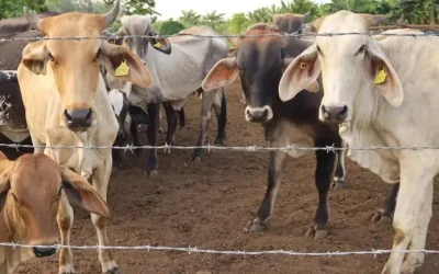 Senasica confirma 500 casos de gusano barrenador en una semana