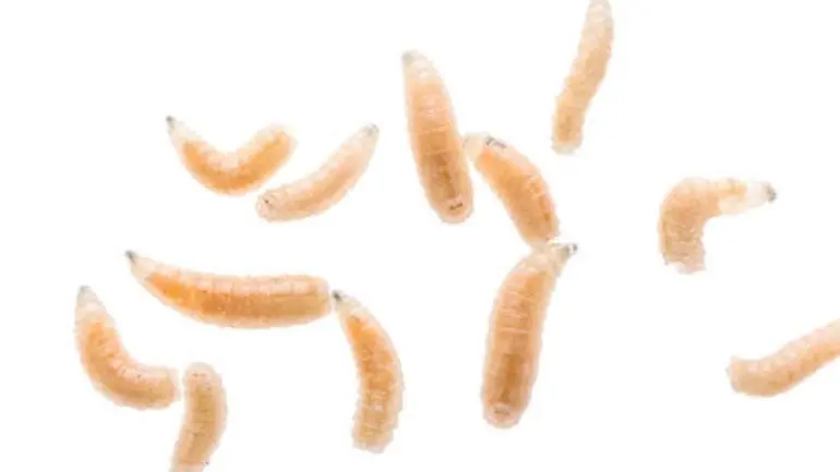 Detectan primer caso de gusano barrenador en cabra en Edomex