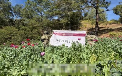 Marina destruye 32 plantíos de amapola en Nayarit