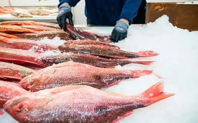 Senadores de EU exigen sanciones por pesca ilegal en México