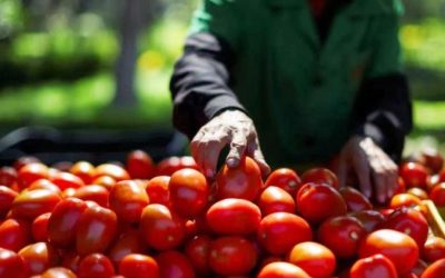 Productores de jitomate en crisis