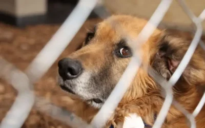Regresa Refugio Franciscano a sus instalaciones de albergue animal en Cuajimalpa