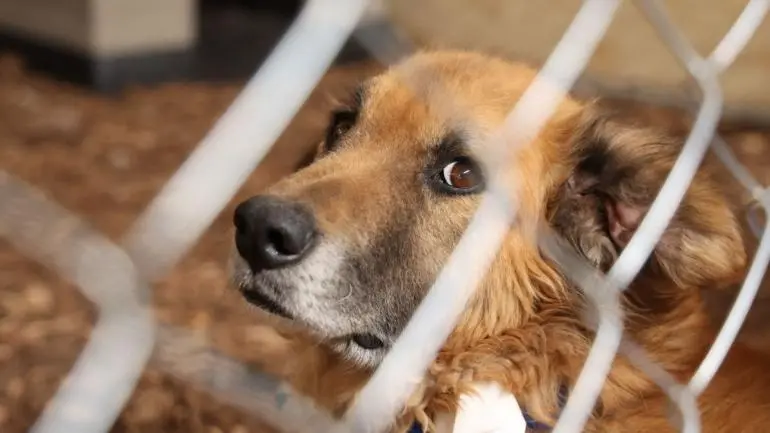Regresa Refugio Franciscano a sus instalaciones de albergue animal en Cuajimalpa