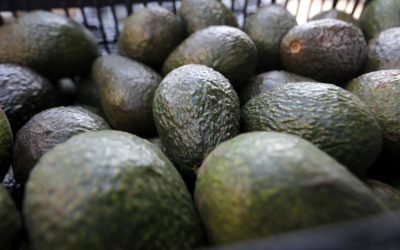 Condiciona EU las exportaciones de aguacate de Michoacán siempre y cuando se mantenga la seguridad.