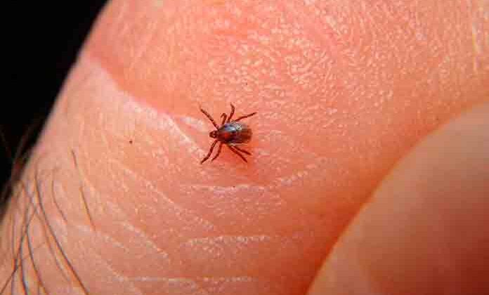 Mueren 2 hermanos tras la mordedura de garrapata