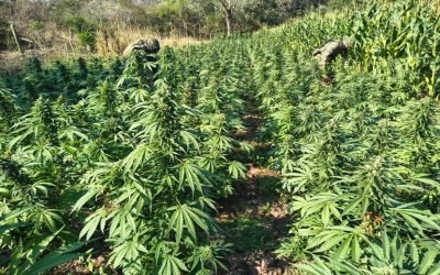 Destruyen GN y Ejército dos grandes plantíos de marihuana en Michoacán.