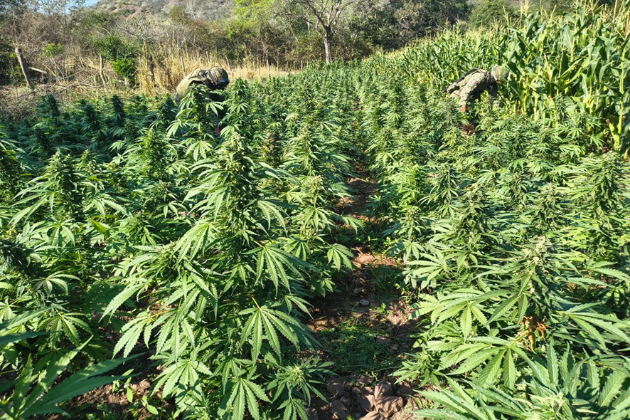 Destruyen GN y Ejército dos grandes plantíos de marihuana en Michoacán.