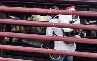 Refuerza acciones para erradicar y frenar el gusano barrenador al noreste de México