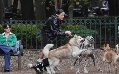 Arranca Congreso CDMX foros para regular refugios animales