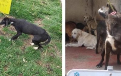 Denuncia Refugio Franciscano maltrato a animales por parte de Fundación Haghenbeck