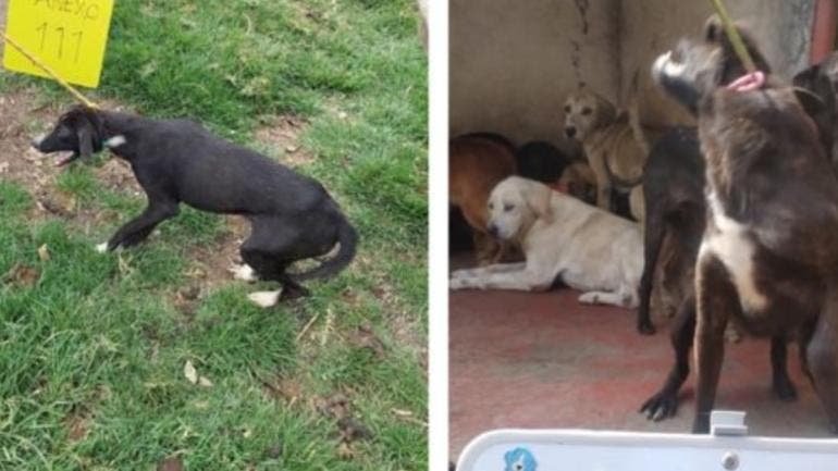 Denuncia Refugio Franciscano maltrato a animales por parte de Fundación Haghenbeck