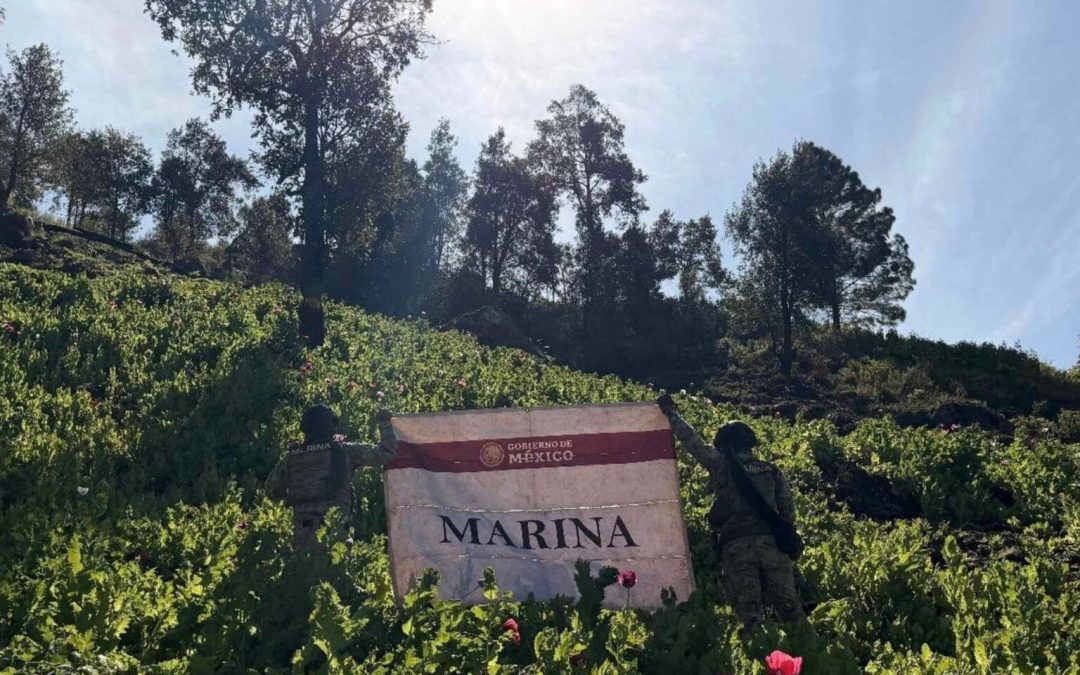 Marina destruye 34 plantíos de amapola en Nayarit