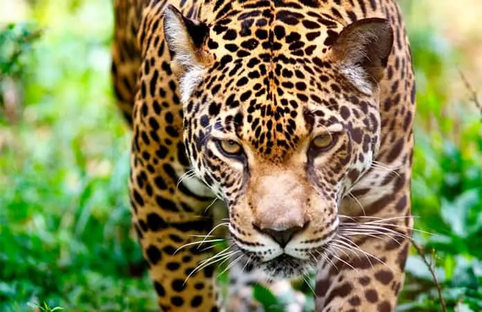 Semarnat anuncia medidas para proteger al jaguar en México