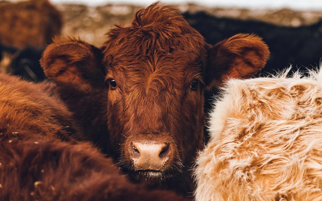 Confía la Presidenta en qué pronto se abra la frontera para exportar  ganado al avanzar el combate al gusano barrenador.