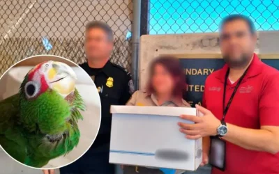 Profepa asegura 11 loros frente blanca que intentaban ser trasladados ilegalmente a EU