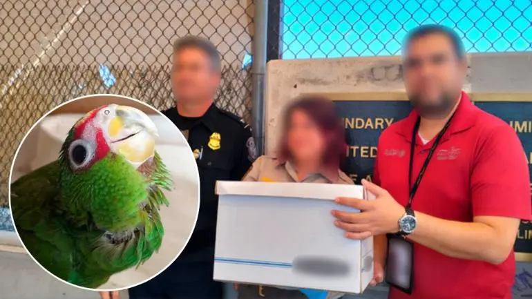 Profepa asegura 11 loros frente blanca que intentaban ser trasladados ilegalmente a EU