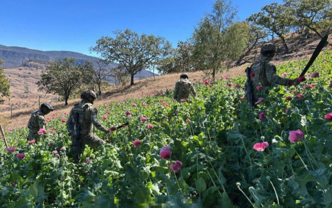 Marina erradica 34 plantíos de amapola en Nayarit