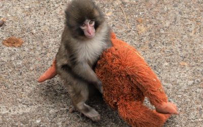 El mono Punch y su inseparable peluche conquistan Japón y las redes sociales