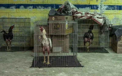 SCJN invalida reglamento de Tepic que prohibía corridas de toros y peleas de gallos