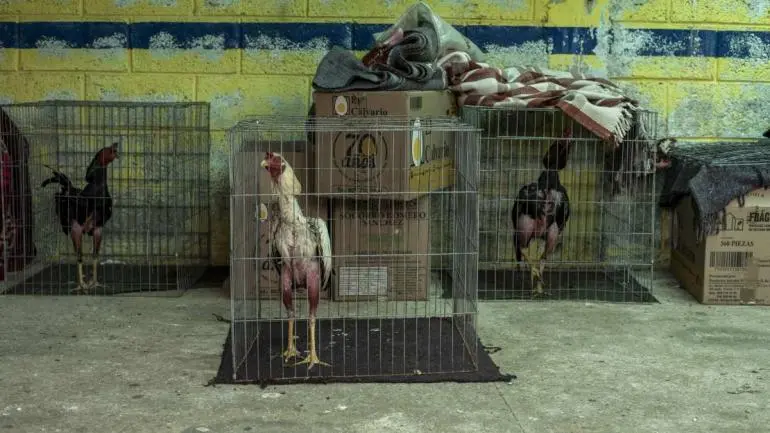 SCJN invalida reglamento de Tepic que prohibía corridas de toros y peleas de gallos