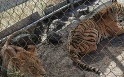 Rescatan a tigre de bengala y leona africana en Michoacán