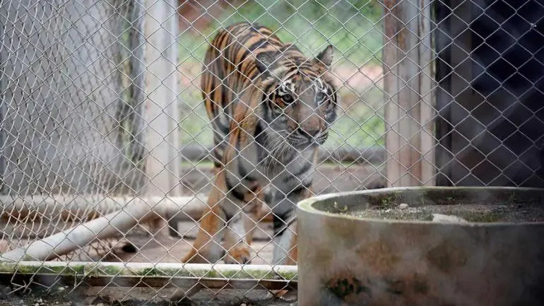 Alerta en Tailandia: Mueren 72 tigres en cautiverio por moquillo canino