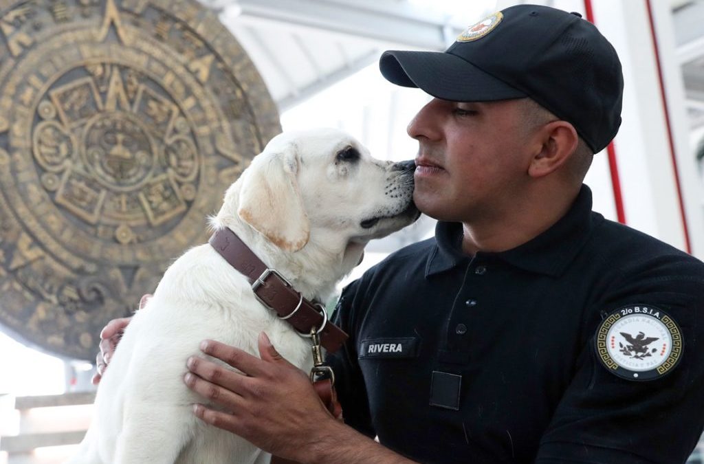 Combatir el estrés de volar con perros: el pionero programa del AIFA
