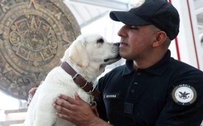 Combatir el estrés de volar con perros: el pionero programa del AIFA