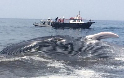 Captan a ballena azul con albinismo en BCS