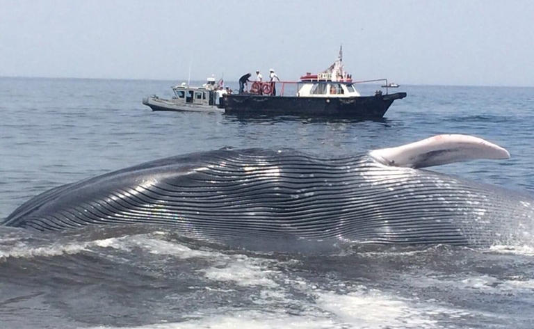 Captan a ballena azul con albinismo en BCS