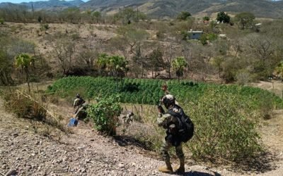 Marina localiza 7 plantíos de marihuana en Sinaloa