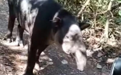 Gusano barrenador afecta a la fauna silvestre en Campeche