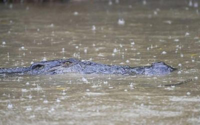 Inundaciones dejan «cocodrilos por todas partes» en Australia