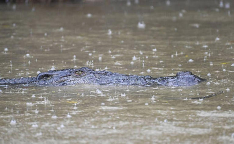 Inundaciones dejan «cocodrilos por todas partes» en Australia