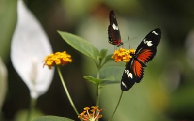 Ocupa la mariposa monarca 64% más de superficie de bosque en México en esta temporada