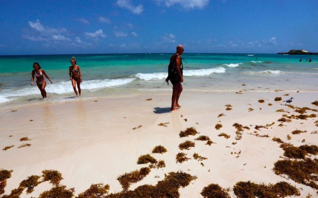 “Nadie lo puede controlar”: sargazo cubre las playas de Quintana Roo