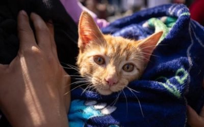 CDMX fija meta de 150 mil esterilizaciones animales para 2026