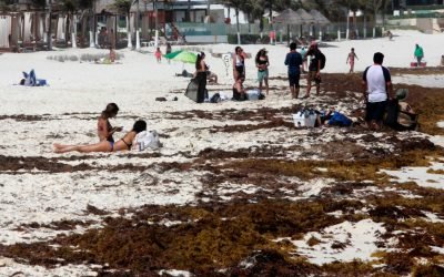 “Este año viene terrible”: sargazo llega a costas de Quintana Roo antes de tiempo