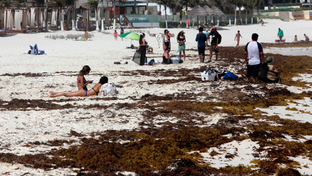 “Este año viene terrible”: sargazo llega a costas de Quintana Roo antes de tiempo