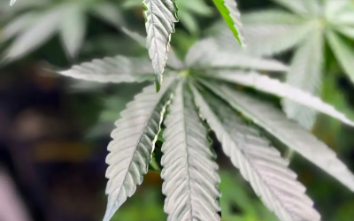 Marina erradica más de 22 mil 500 plantas de marihuana en Michoacán