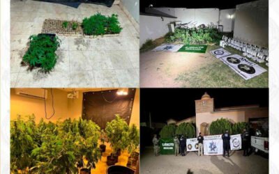 Fiscalía de Sonora asegura más de 200 plantas de marihuana en invernadero clandestino
