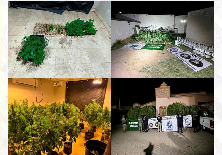 Fiscalía de Sonora asegura más de 200 plantas de marihuana en invernadero clandestino