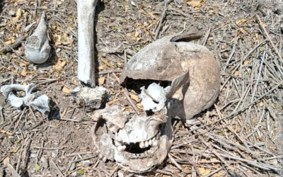 Colectivo localiza restos óseos en fraccionamiento de Reynosa