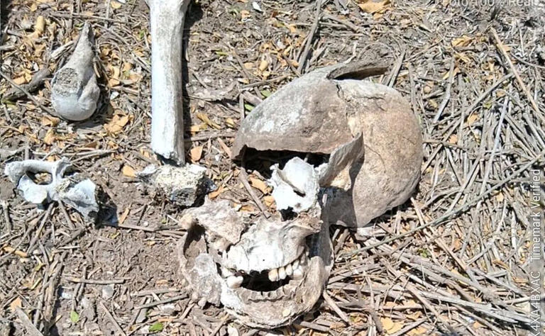 Colectivo localiza restos óseos en fraccionamiento de Reynosa