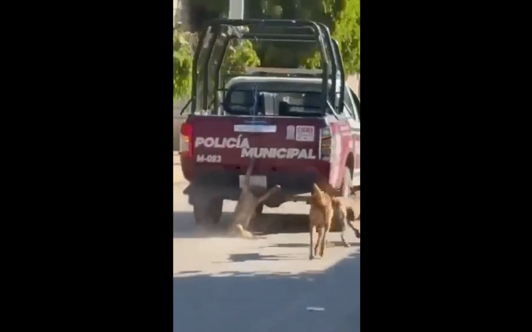 Captan a patrulla arrastrando a perro en Xochiltepec, abren investigación por crueldad animal